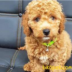 Evinizin Neşesi, Sıfır Numara Red Toy Poodle Yavrum 3