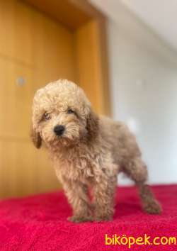 Evinizin Neşesi ToyPoodle Yavrularım Sizlerle 2