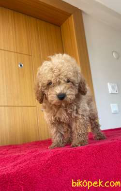 Evinizin Neşesi ToyPoodle Yavrularım Sizlerle 3