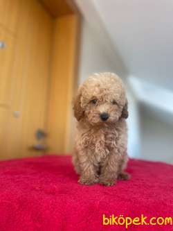 Evinizin Neşesi ToyPoodle Yavrularım Sizlerle 4