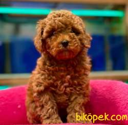 Evinizin Neşesi ToyPoodle Yavrularım Sizlerle 1