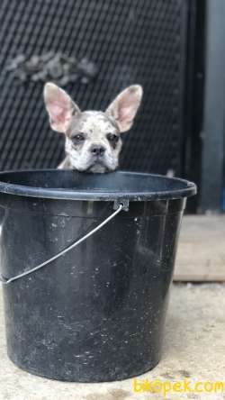 Exotic Blue Merle DNA Lı Yavrular 2