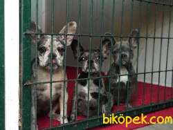 Exotic Blue Merle DNA Lı Yavrular 3