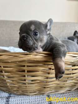 Exotic French Bulldog 5