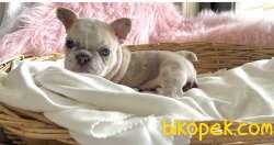 Exotic French Bulldog 4