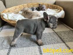 Exotic French Bulldog 1