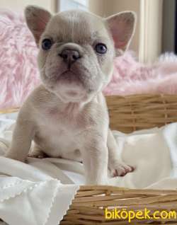 Exotic French Bulldog 2