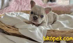 Exotic French Bulldog 3