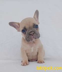 Exotic French Bulldog 4