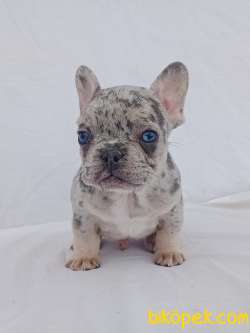 Exotic French Bulldog 3