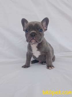 Exotic French Bulldog 5