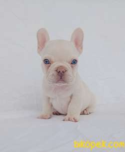 Exotic French Bulldog 1