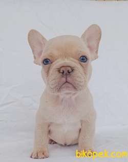 Exotic French Bulldog 2