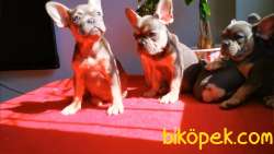 Exotic French Bulldog Yavrularımız 4