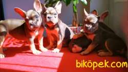 Exotic French Bulldog Yavrularımız 3