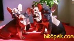 Exotic French Bulldog Yavrularımız 5