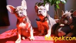 Exotic French Bulldog Yavrularımız 2
