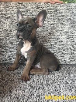 Exotic Renkli Aşıları Tam Blue Sable Tan Erkek 2