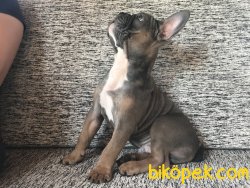 Exotic Renkli Aşıları Tam Blue Sable Tan Erkek 3