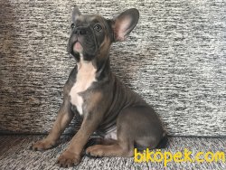 Exotic Renkli Aşıları Tam Blue Sable Tan Erkek 4