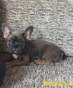 Exotic Renkli Aşıları Tam Blue Sable Tan Erkek 1