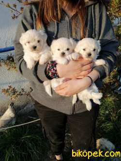 Export Girişli Irk Ve Sağlık Garantili Maltese Terrier Yavrular 3