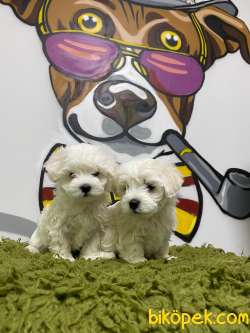 Export Girişli Irk Ve Sağlık Garantili Maltese Terrier Yavrular 1
