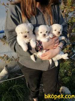 Export Girişli Irk Ve Sağlık Garantili Maltese Terrier Yavrular 4