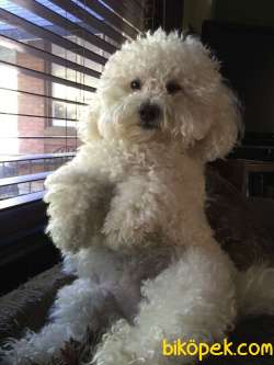 Export Girişli Irk Ve Sağlık Garantili Maltipoo Yavruları 1