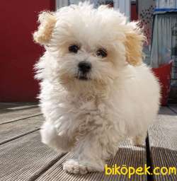 Export Girişli Irk Ve Sağlık Garantili Maltipoo Yavruları 3