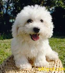 Export Girişli Irk Ve Sağlık Garantili Maltipoo Yavruları 2