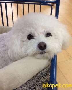 Export Girişli Irk Ve Sağlık Garantili Maltipoo Yavruları 4