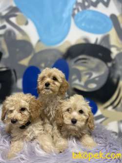 Export Girişli Mikroçipli F2 Maltipoo Yavrular 2