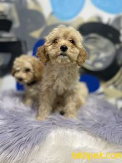 Export Girişli Mikroçipli F2 Maltipoo Yavrular 3