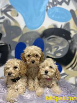 Export Girişli Mikroçipli F2 Maltipoo Yavrular 1