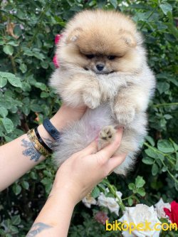 Export Secereli Teddy Bear Orjinal Pomeranian 5