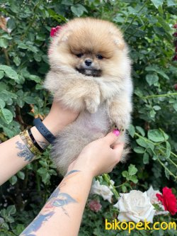 Export Secereli Teddy Bear Orjinal Pomeranian 3