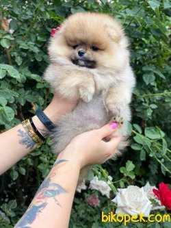 Export Secereli Teddy Bear Orjinal Pomeranian 1