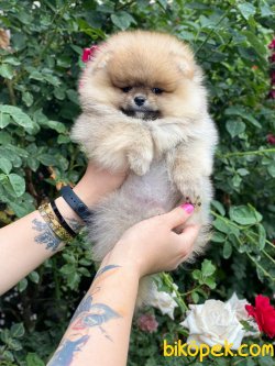 Export Secereli Teddy Bear Orjinal Pomeranian 4