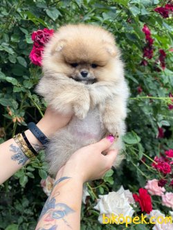 Export Secereli Teddy Bear Orjinal Pomeranian 2