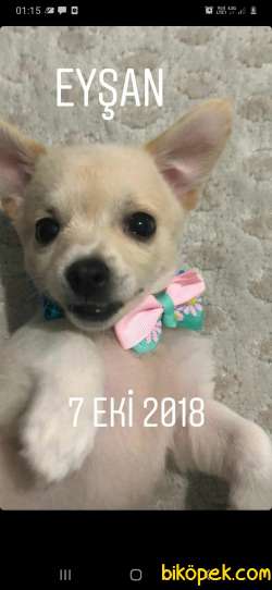 Eyşan  2