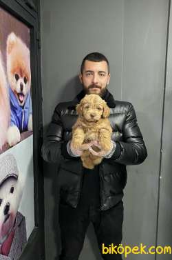F-1 FORMDA RED MALTIPOO BEBEKLERİMİZ 1