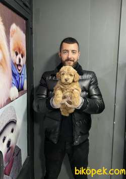F-1 FORMDA RED MALTIPOO BEBEKLERİMİZ 3