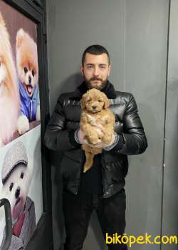 F-1 FORMDA RED MALTIPOO BEBEKLERİMİZ 2