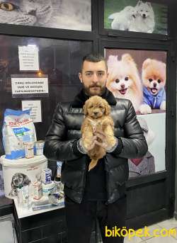 F-1 FORMDA RED MALTIPOO BEBEKLERİMİZ 4