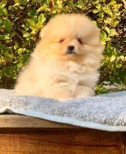 Pomeranian Boo Teddy Bear Yavrular 1