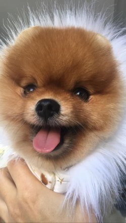 AYI SURAT POMERANİAN TEDY BEAR BOO YAVRULA 2