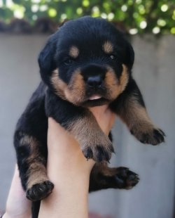 Muhteşem Rottweiler Yavruları 1