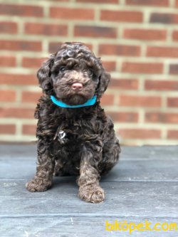 TOY POODLE YAVRULARIMIZ GELDİ 1
