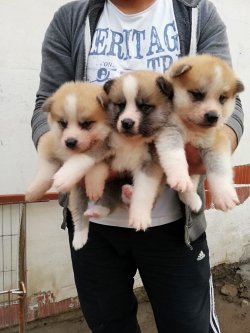 Akita Yavrularımız Irk Garantilidir 4